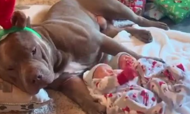 Gentle Pit Bull Carefully Watches Over Newborn Twins