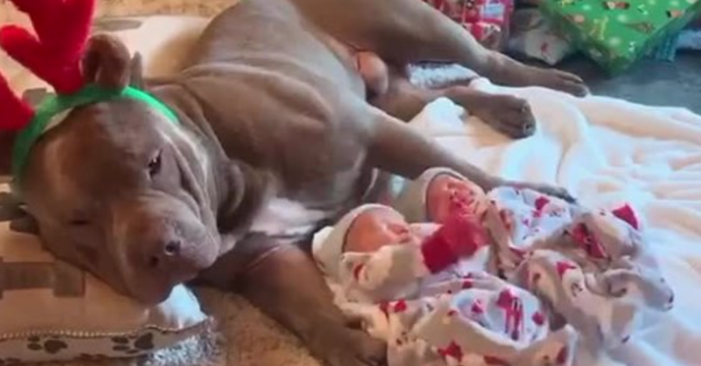 Gentle Pit Bull Carefully Watches Over Newborn Twins