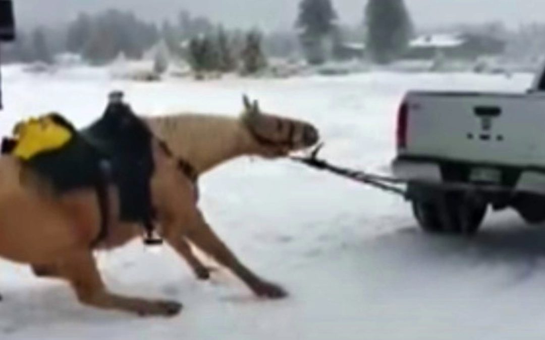 Horse is tied to back of truck and forcefully dragged down road