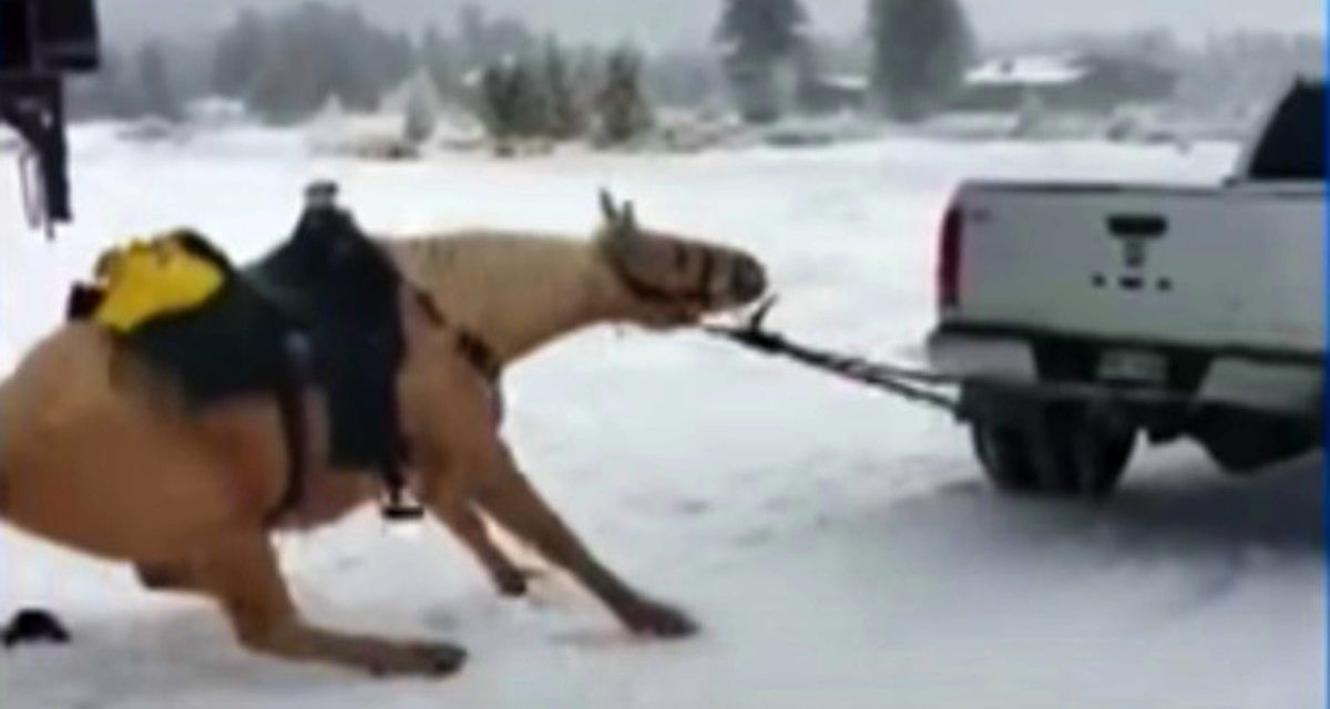 Horse is tied to back of truck and forcefully dragged down road