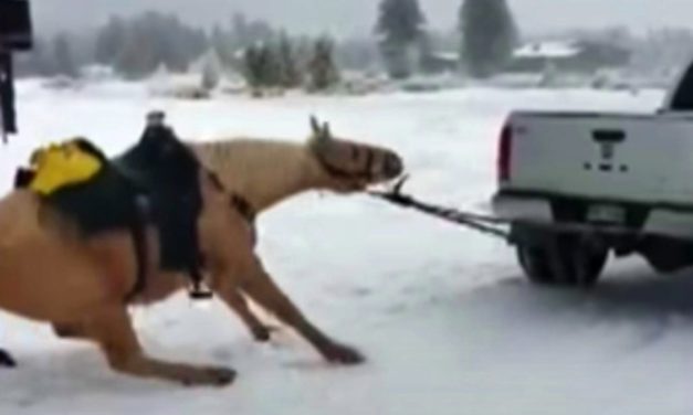 Horse is tied to back of truck and forcefully dragged down road