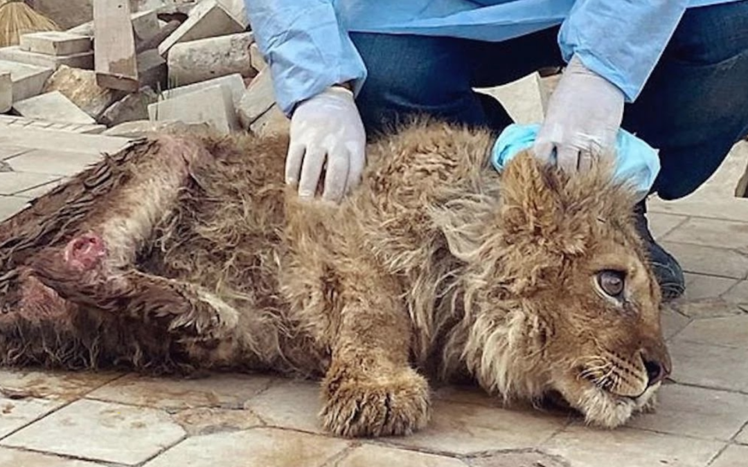 Lion Cub Had Its Legs Broken So It Could Not Escape While Tourists Posed For Photos