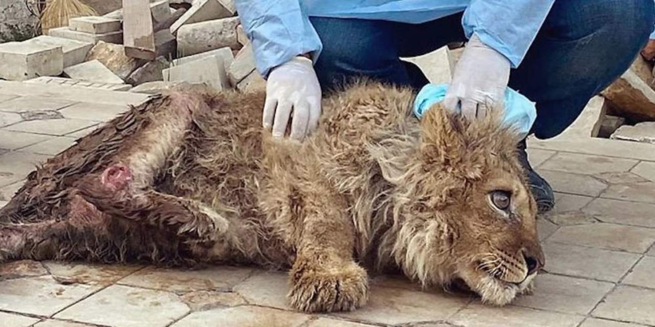 Lion Cub Had Its Legs Broken So It Could Not Escape While Tourists Posed For Photos
