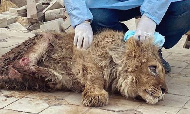 Lion Cub Had Its Legs Broken So It Could Not Escape While Tourists Posed For Photos