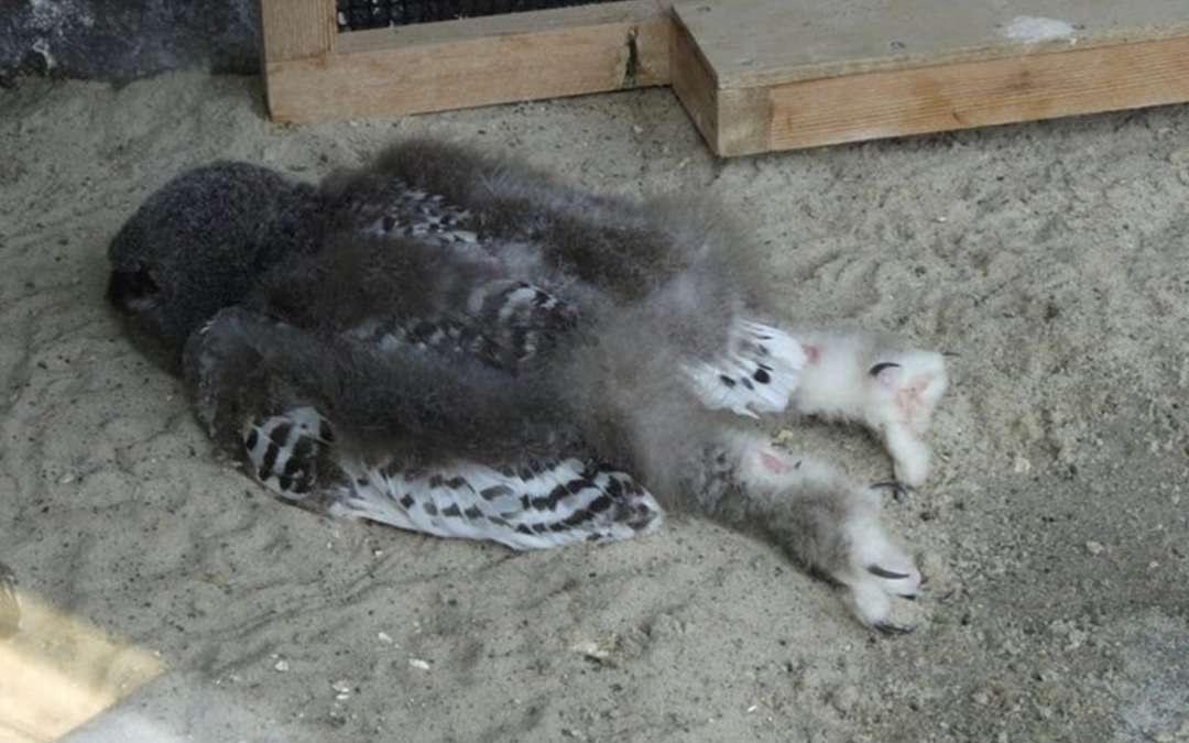 People Are Just Learning Baby Owls Sleep Face Down As Their Heads Are Too Heavy