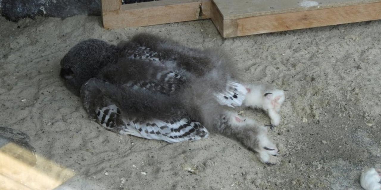 People Are Just Learning Baby Owls Sleep Face Down As Their Heads Are Too Heavy