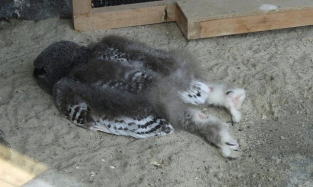 People Are Just Learning Baby Owls Sleep Face Down As Their Heads Are Too Heavy