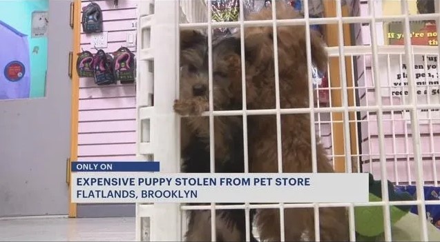 A Puppy Was Stolen From A Pet Store In Brooklyn