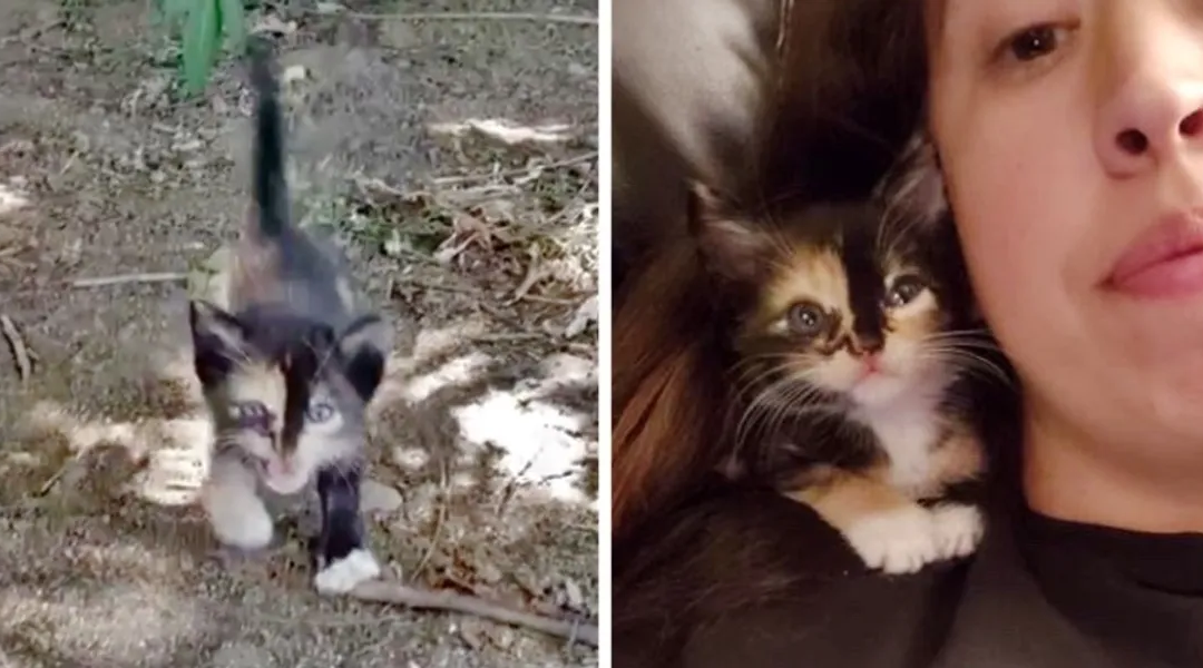 Stray Kitten Meows For Help In The Bushes Until She Finds Her Saviour