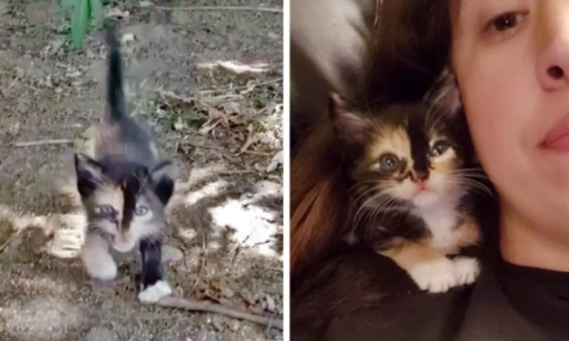 Stray Kitten Meows For Help In The Bushes Until She Finds Her Saviour