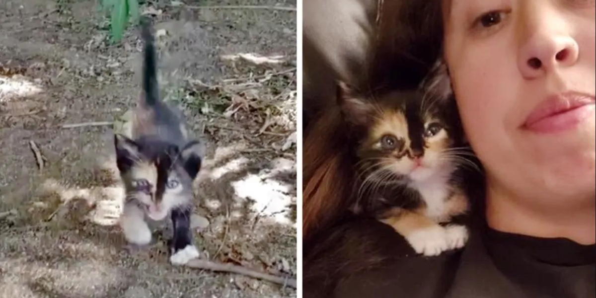 Stray Kitten Meows For Help In The Bushes Until She Finds Her Saviour