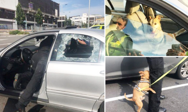 Police Smashes Windows To Save Dying Dog In Boiling Hot Car – Owners Left Furious