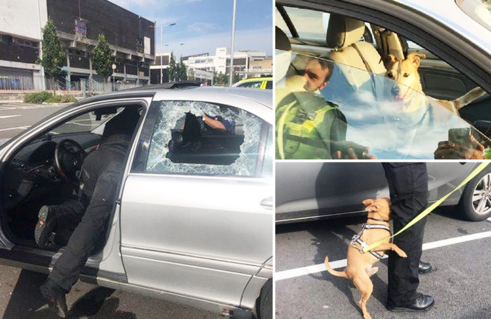Police Smashes Windows To Save Dying Dog In Boiling Hot Car – Owners Left Furious