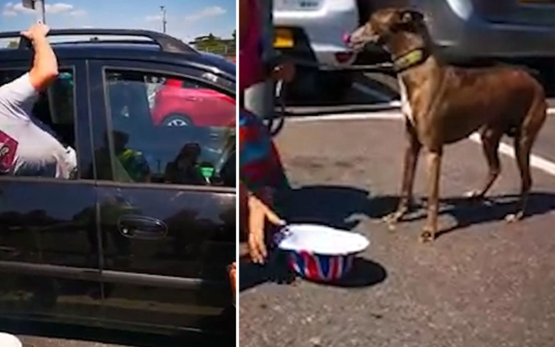 Shoppers Crash Car Window To Rescue Dog Left Inside On 100 Degrees