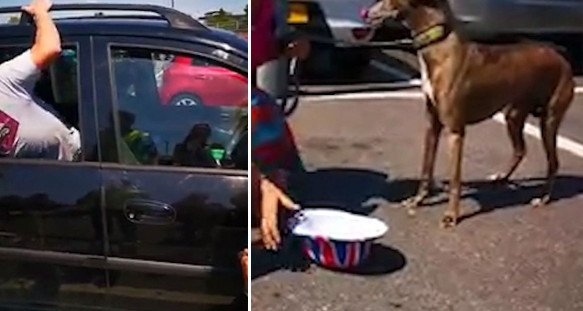 Shoppers Crash Car Window To Rescue Dog Left Inside On 100 Degrees