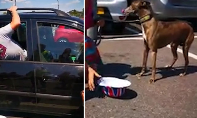 Shoppers Crash Car Window To Rescue Dog Left Inside On 100 Degrees
