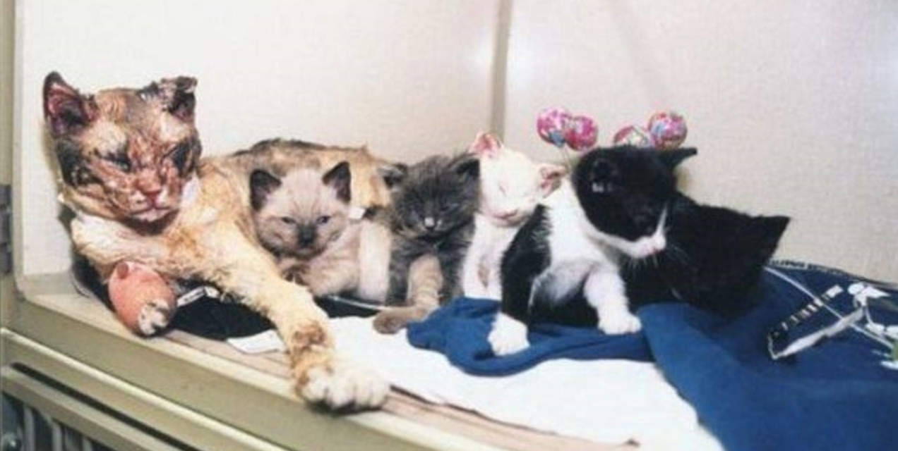 Mama Cat Who Saved Her 5 Babies From A Burning Building Is Honored