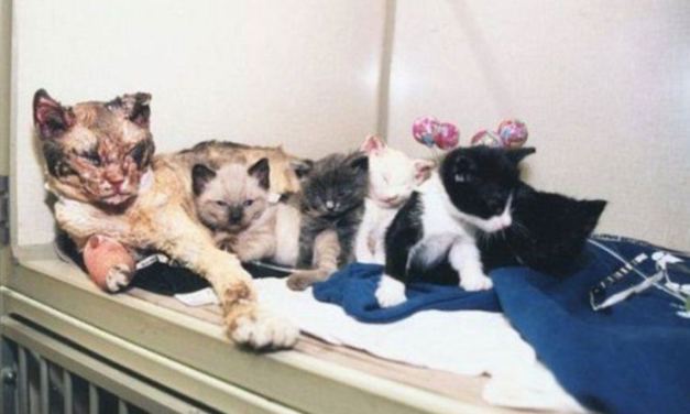 Mama Cat Who Saved Her 5 Babies From A Burning Building Is Honored