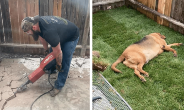 Adopted Dog Gets A Surprise Of A Lifetime – His Very First Yard