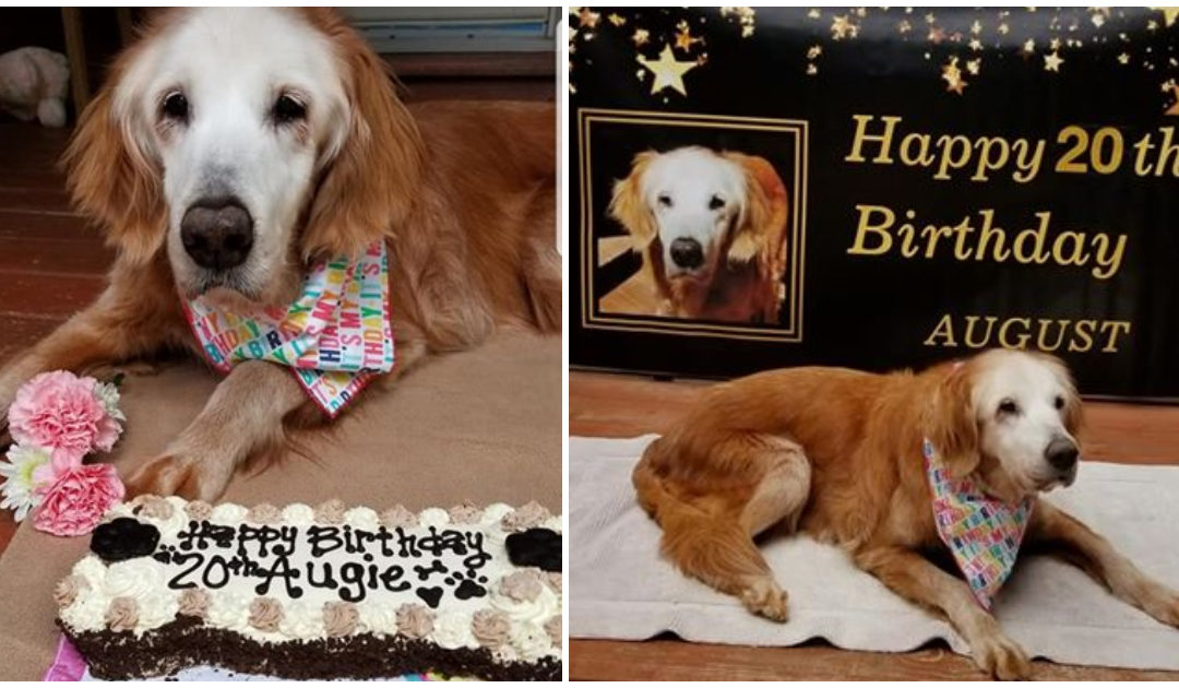 The Oldest Golden Retriever In History Celebrates Her Birthday