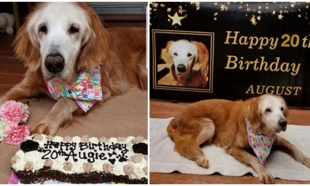 The Oldest Golden Retriever In History Celebrates Her Birthday