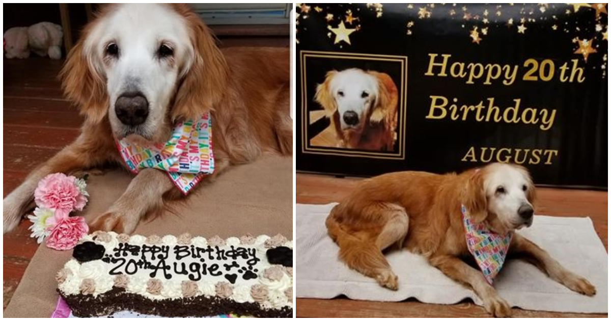 The Oldest Golden Retriever In History Celebrates Her Birthday
