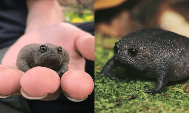 Meet The Black African Rain Frog – Looks Like A Grumpy Avocado, Sounds Adorable