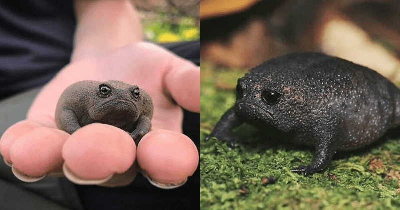 Meet The Black African Rain Frog – Looks Like A Grumpy Avocado, Sounds Adorable