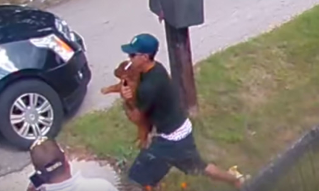 Thieves Caught On Surveillance Camera While Stealing A Dog
