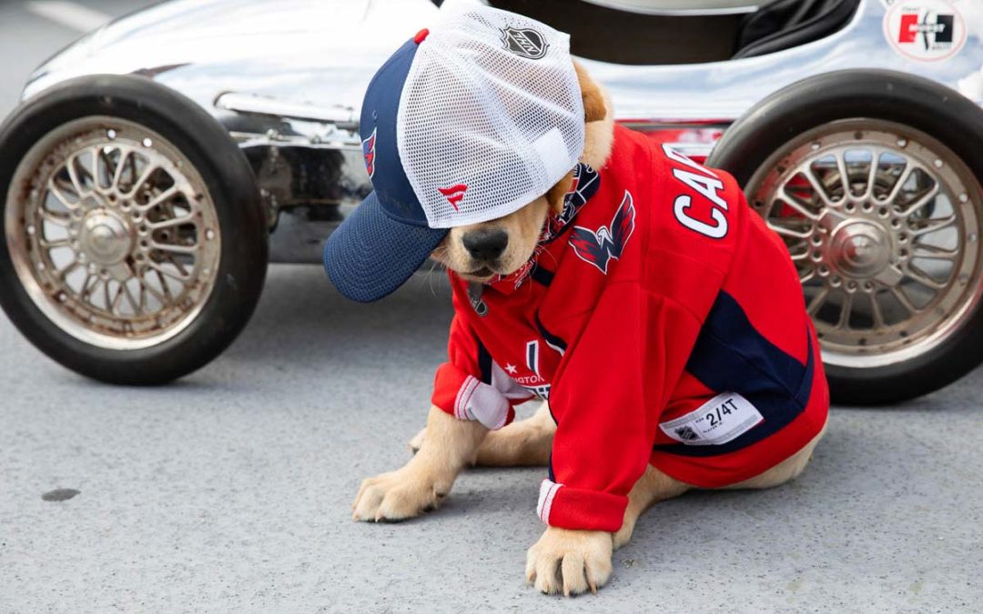 Meet The Washington Capitals’ Cute Puppy, Captain, Who Was Also Voted As NHL’s Best Team Dog
