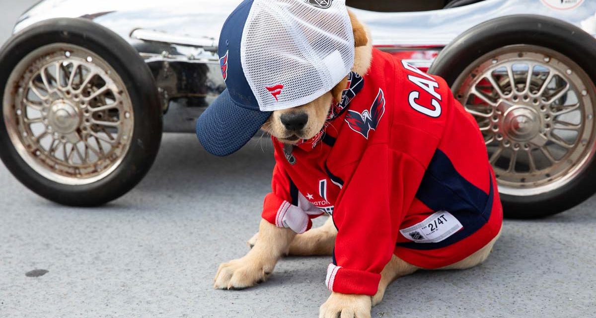 Meet The Washington Capitals’ Cute Puppy, Captain, Who Was Also Voted As NHL’s Best Team Dog