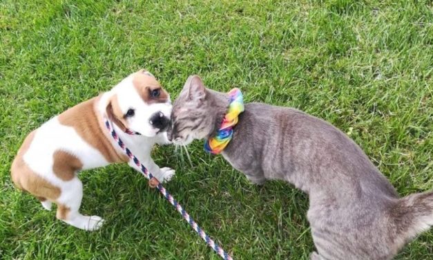 A Puppy And A Cat Became Best Friends – Sadly, The Puppy Got Adopted And They Had To Say Goodbye