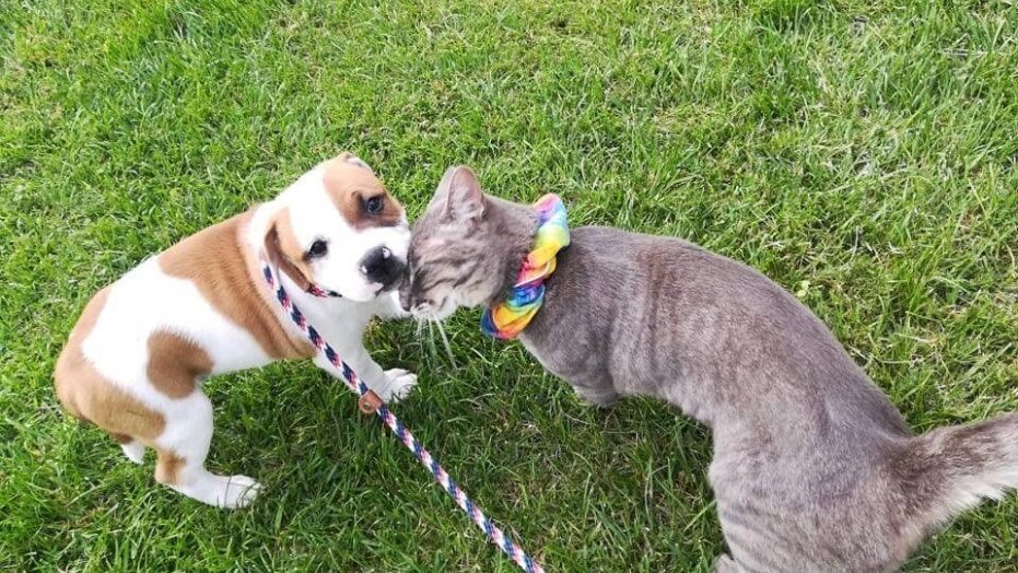 A Puppy And A Cat Became Best Friends – Sadly, The Puppy Got Adopted And They Had To Say Goodbye
