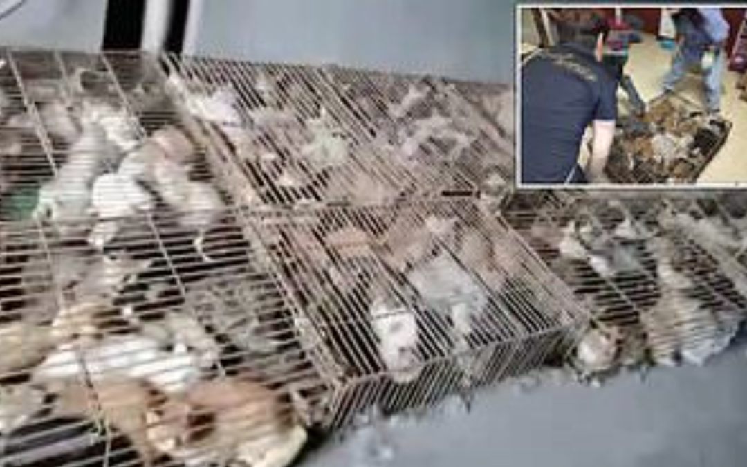 Hundreds Of Stolen Cats Have Been Discovered Crammed Into Cages ‘Ready To Be Served As Food’