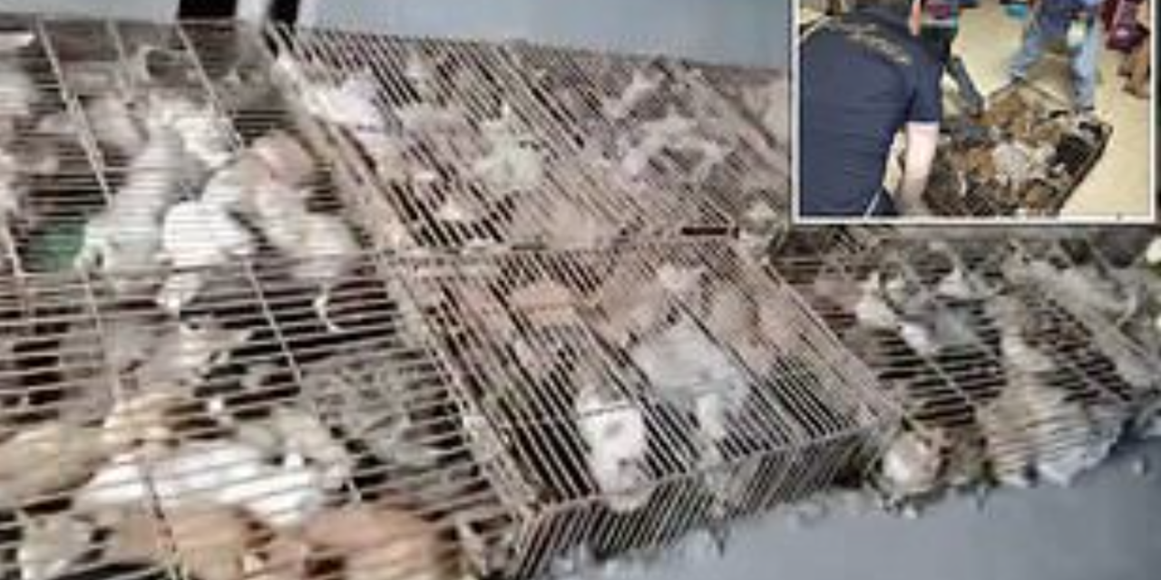 Hundreds Of Stolen Cats Have Been Discovered Crammed Into Cages ‘Ready To Be Served As Food’
