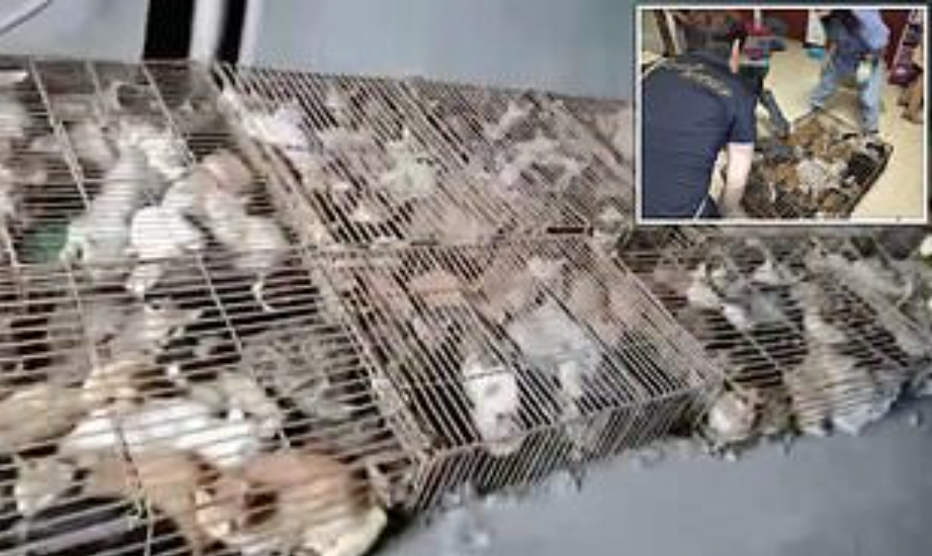 Hundreds Of Stolen Cats Have Been Discovered Crammed Into Cages ‘Ready