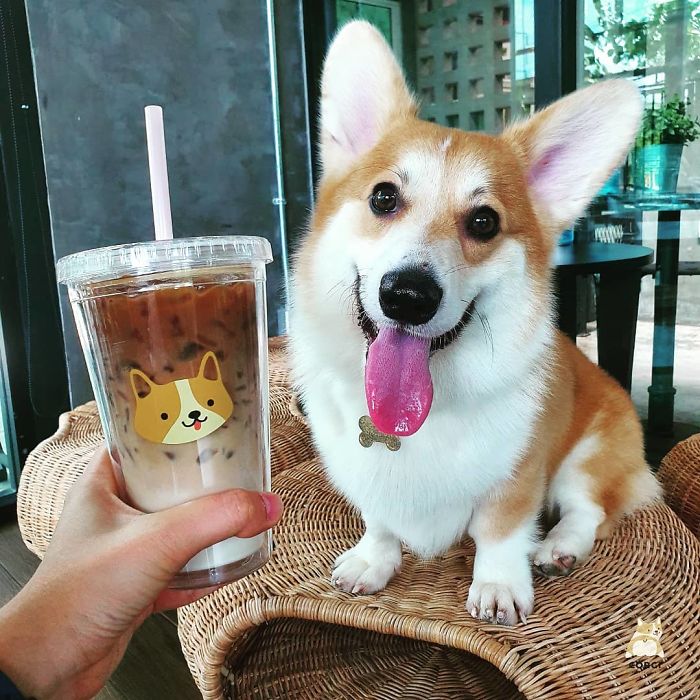 This Corgi Café Lets Guests Play And Cuddle With Corgis, And It’s Every ...