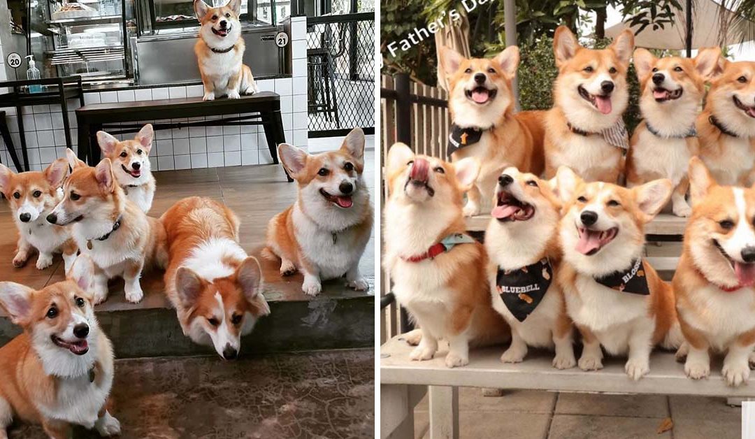 This Corgi Café Lets Guests Play And Cuddle With Corgis, And It’s Every Dog Lover’s Dream