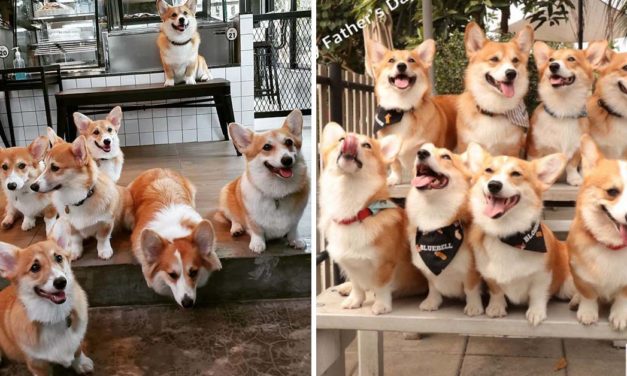 This Corgi Café Lets Guests Play And Cuddle With Corgis, And It’s Every Dog Lover’s Dream