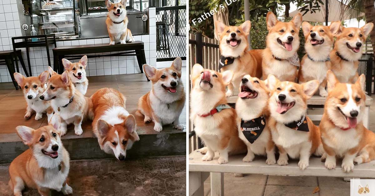 This Corgi Café Lets Guests Play And Cuddle With Corgis, And It’s Every Dog Lover’s Dream