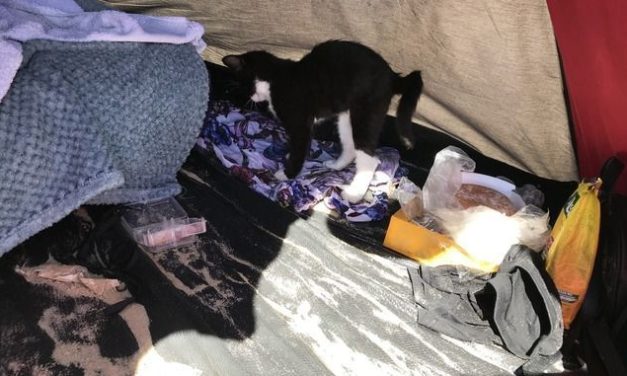 Family Take Kitten On 200-Mile Round Trip To Beach On Hottest Day Of The Year