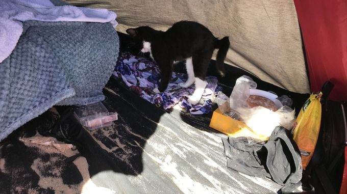 Family Take Kitten On 200-Mile Round Trip To Beach On Hottest Day Of The Year