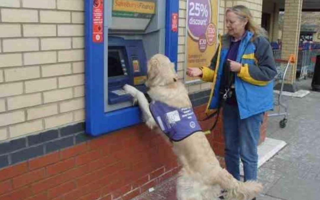 A Tribute To The Assistance Dog Who Saved Hest Bank Owner’s Life Several Times