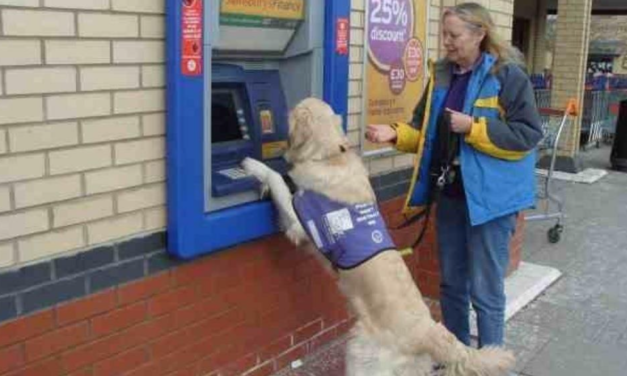 A Tribute To The Assistance Dog Who Saved Hest Bank Owner’s Life Several Times