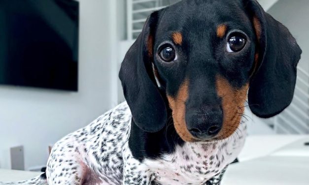 Puppy Born With Unique Black and White Spots Resembles A Cow