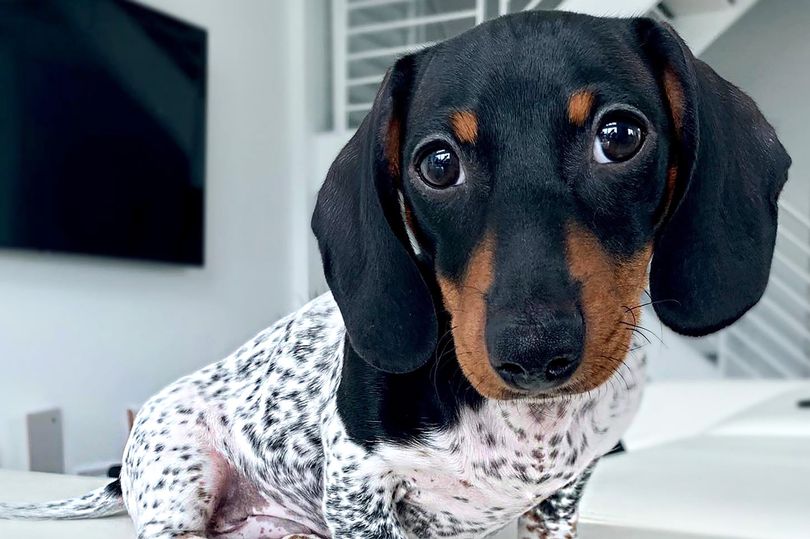 Puppy Born With Unique Black and White Spots Resembles A Cow