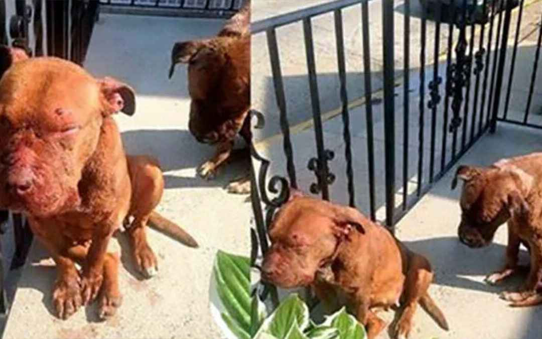 Dogs Found On Porch After Successfully Running Away From ‘House of Horrors’ Where It Was Used As Bait Dog