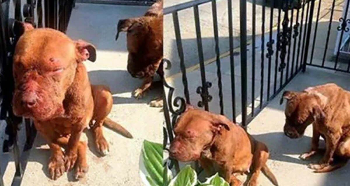 Dogs Found On Porch After Successfully Running Away From ‘House of Horrors’ Where It Was Used As Bait Dog