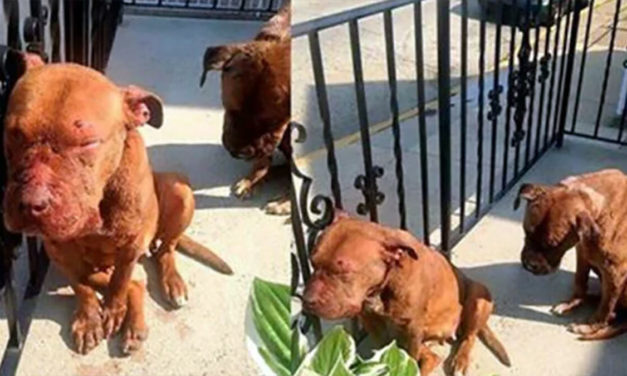 Dogs Found On Porch After Successfully Running Away From ‘House of Horrors’ Where It Was Used As Bait Dog