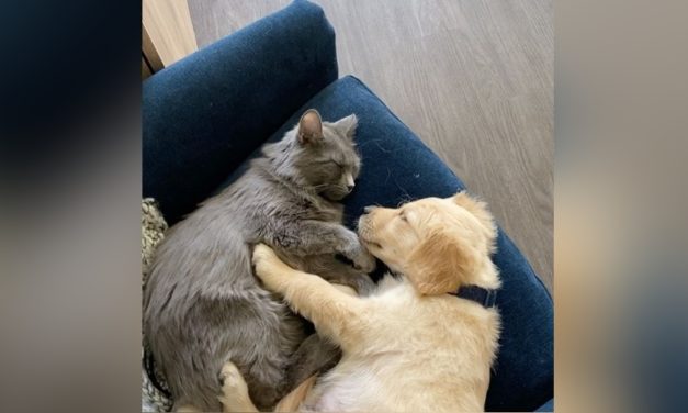 A Cat Was Obsessed With Dog Videos, So His Owners Decided Surprise Him With A Real Puppy Sibling
